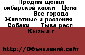 Продам щенка сибирской хаски › Цена ­ 8 000 - Все города Животные и растения » Собаки   . Тыва респ.,Кызыл г.